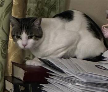PACO -  Domestic Short Hair Cat for Adoption in Rancho Cucamonga, California - PACO | PetCurious