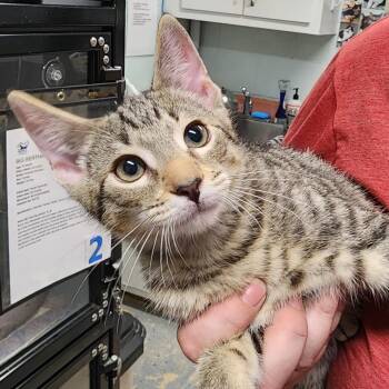 Robin -  Domestic Short Hair Cat for Adoption in Columbus, North Carolina - Robin | PetCurious