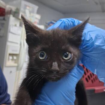 Lifesaver -  Domestic Short Hair Cat for Adoption in Summerville, South Carolina - Lifesaver | PetCurious
