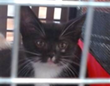 EARL -  Domestic Short Hair Cat for Adoption in Louisville, Kentucky - EARL | PetCurious