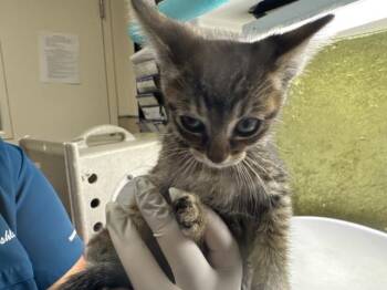 MILO -  Domestic Short Hair Cat for Adoption in Riverside, California - MILO | PetCurious