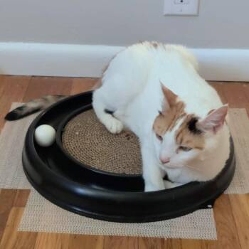 Princess Margo -  Domestic Short Hair Cat for Adoption in Philadelphia, Pennsylvania - Princess Margo | PetCurious