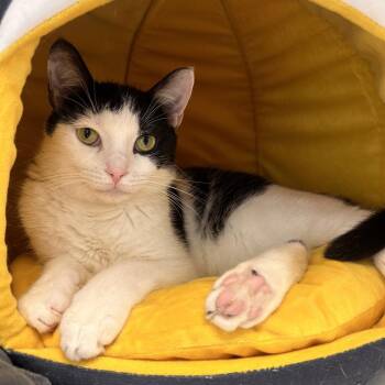Quotient -  Domestic Short Hair Cat for Adoption in Boston, Massachusetts - Quotient | PetCurious