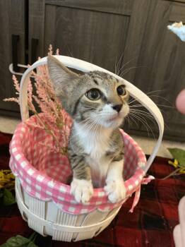 Jasper -  Domestic Short Hair Cat for Adoption in Cleveland, Texas - Jasper | PetCurious