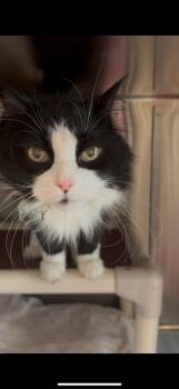 Rescue Domestic Long Hair Cats for Adoption in Honesdale, Pennsylvania - Boo Boo | PetCurious
