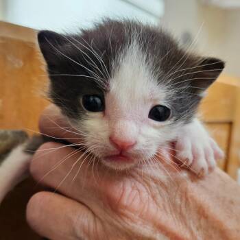 Domestic Short Hair Cats Available for Adoption in Meridian, Idaho - Boy 2 | PetCurious