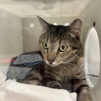 Domestic Short Hair Cats Available for Adoption in Reno, Nevada - Kai | PetCurious