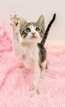 Fiesta Potatoes -  Calico Cat for Adoption in Covington, Louisiana - Fiesta Potatoes | PetCurious