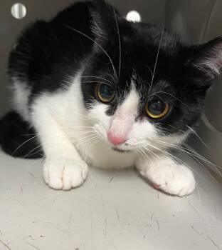 Sylvie -  American Shorthair Cat for Adoption in Greenfield, Indiana - Sylvie | PetCurious