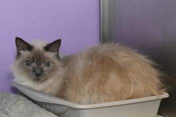 Poly Pocket -  Domestic Long Hair and Domestic Short Hair Cat for Adoption in Baton Rouge, Louisiana - Poly Pocket | PetCurious