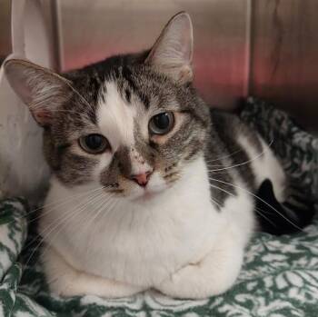 Tito -  Domestic Short Hair Cat for Adoption in Springfield, Illinois - Tito | PetCurious