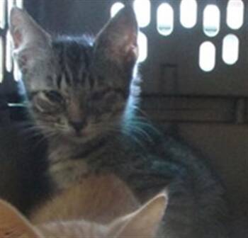A478394 -  Domestic Short Hair Cat for Adoption in Oklahoma City, Oklahoma - A478394 | PetCurious