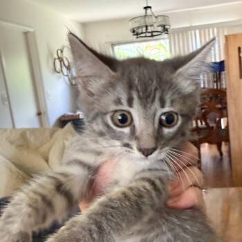 Whitney -  Domestic Short Hair Cat for Adoption in Tustin, California - Whitney | PetCurious