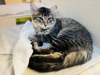 BARNEY -  Domestic Medium Hair Cat for Adoption in Santa Fe, New Mexico - BARNEY | PetCurious