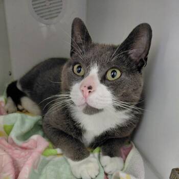 Domestic Short Hair Cats Available for Adoption - Mr. Peabodie | PetCurious