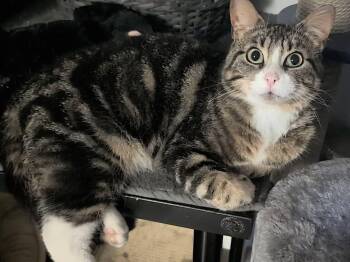 Glenn -  Domestic Short Hair Cat for Adoption in Spencerville, Ontario - Glenn | PetCurious