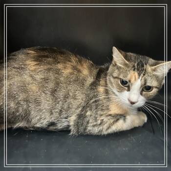 FWT Adele -  Domestic Medium Hair Cat for Adoption in Midland, Texas - FWT Adele | PetCurious