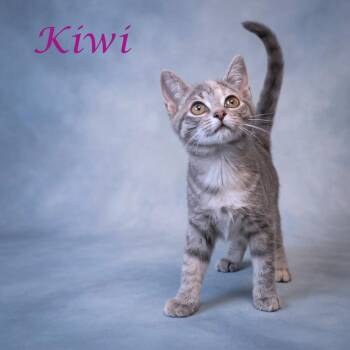 Kiwi C26-219 -  Domestic Short Hair Cat for Adoption in Lebanon, Tennessee - Kiwi C26-219 | PetCurious