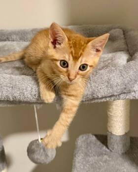 Daphne -  Domestic Short Hair Cat for Adoption in Collierville, Tennessee - Daphne | PetCurious