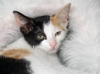 TIA -  Domestic Short Hair Cat for Adoption in Fort Lauderdale, Florida - TIA | PetCurious