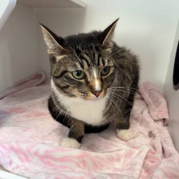 Rescue Domestic Short Hair Cats for Adoption in Port Richey, Florida - Zeke | PetCurious