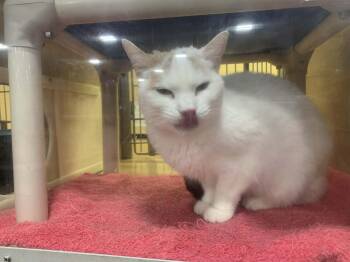 Domestic Short Hair Cats Available for Adoption - Tia | PetCurious