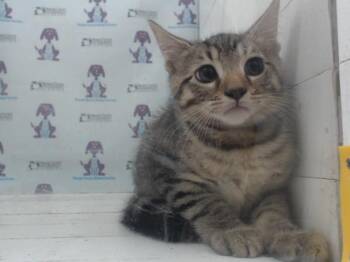 Domestic Short Hair Cats Available for Adoption in Orlando, Florida - A597668 | PetCurious