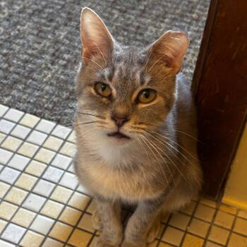 Cumulus -  Domestic Short Hair Cat for Adoption in Madison, Wisconsin - Cumulus | PetCurious