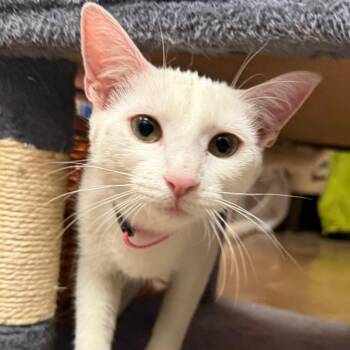 Buffy w/ Dawn -  Domestic Short Hair Cat for Adoption in Flagstaff, Arizona - Buffy W/ Dawn | PetCurious