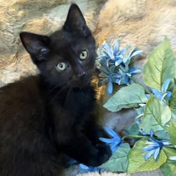 BlackBerry Westie 56238 -  Domestic Short Hair Cat for Adoption in Eaton Rapids, Michigan - BlackBerry Westie 56238 | PetCurious