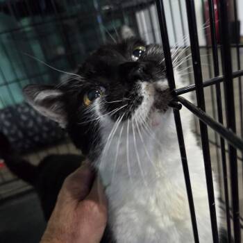 Domestic Short Hair Cats Available for Adoption in Marion, Virginia - Pixel | PetCurious