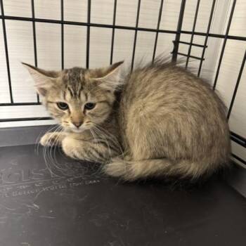 Domestic Short Hair Cats Available for Adoption - Chicken Pot Pie | PetCurious