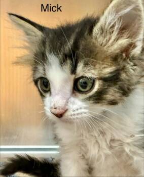 Mick -  Domestic Short Hair and Tabby Cat for Adoption in St. George, Utah - Mick | PetCurious