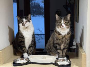 Domestic Short Hair Cats Available for Adoption in Herndon, Virginia - Chuck & Chip BONDED - FEE SPONSORED | PetCurious
