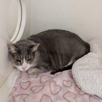 Domestic Short Hair Cats Available for Adoption in Winston-salem, North Carolina - Lily Grace | PetCurious