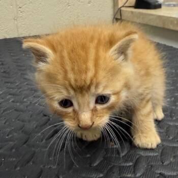 Tang -  Domestic Short Hair Cat for Adoption in Madisonville, Kentucky - Tang | PetCurious