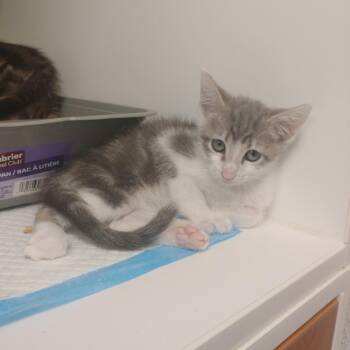 Hefner -  Domestic Short Hair Cat for Adoption in Tulsa, Oklahoma - Hefner | PetCurious