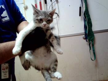 WREN -  Domestic Short Hair Cat for Adoption in Martinez, California - WREN | PetCurious