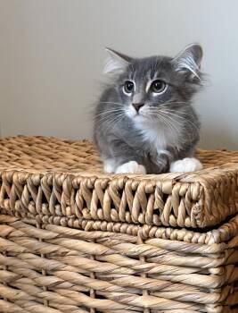 Backhoe -  Domestic Long Hair Cat for Adoption in Richmond, Virginia - Backhoe | PetCurious