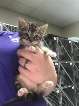 ZIPPY -  Domestic Medium Hair Cat for Adoption in Conroe, Texas - ZIPPY | PetCurious