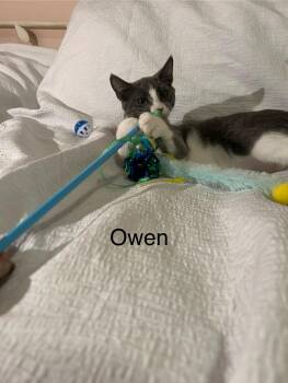Rescue Domestic Short Hair Cats for Adoption in Herculaneum, Missouri - Owen | PetCurious