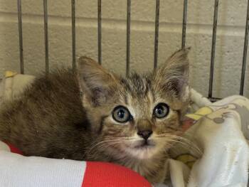 Jackel -  Domestic Medium Hair Cat for Adoption in King George, Virginia - Jackel | PetCurious
