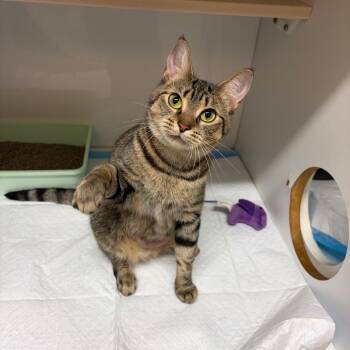 Raspberry -  Domestic Short Hair Cat for Adoption in Huntsville, Alabama - Raspberry | PetCurious