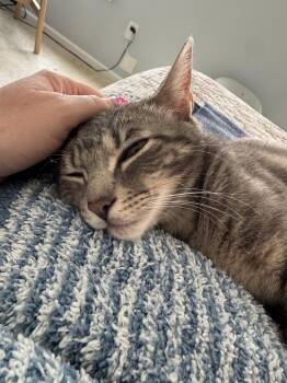 Domestic Short Hair Cats Available for Adoption in Herndon, Virginia - Elvis & Ozzie (BONDED) | PetCurious