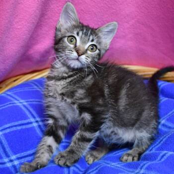 Beaux -  Domestic Short Hair Cat for Adoption in Beaumont, Texas - Beaux | PetCurious