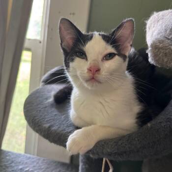 Gila -  Domestic Short Hair Cat for Adoption in Richmond, Virginia - Gila | PetCurious