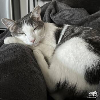 Domestic Short Hair Cats Available for Adoption in Washington, District Of Columbia - Cypress | PetCurious