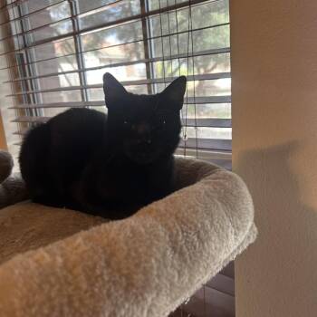 Todd -  Domestic Short Hair Cat for Adoption in San Antonio, Texas - Todd | PetCurious