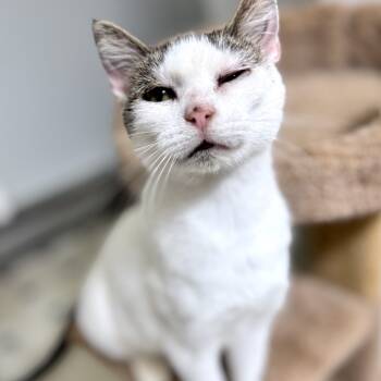 Rescue American Shorthair Cats for Adoption in Rochester, Minnesota - Dora | PetCurious