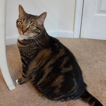 Domestic Short Hair Cats Available for Adoption in Fairfax Station, Virginia - Ping Pong | PetCurious